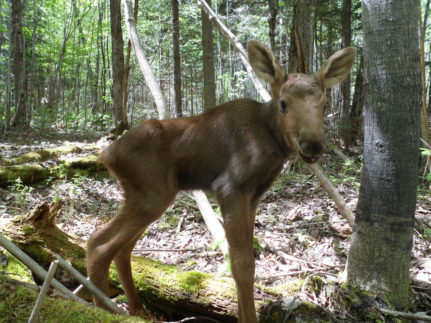 Huber Resources Corp moose